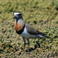 Rufous-chested Dotterel